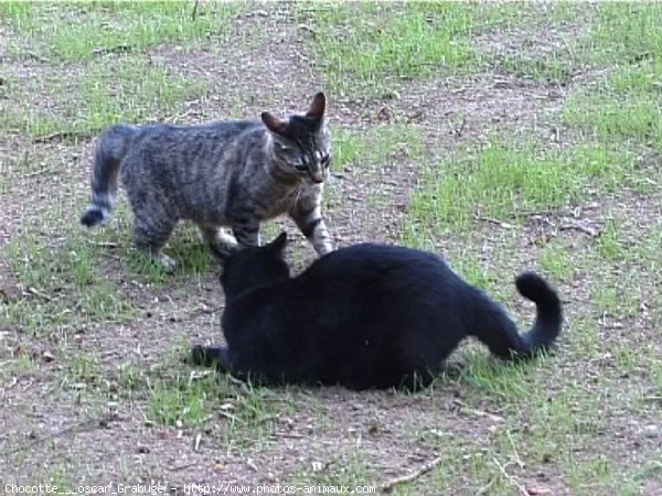 Photo de Chat domestique