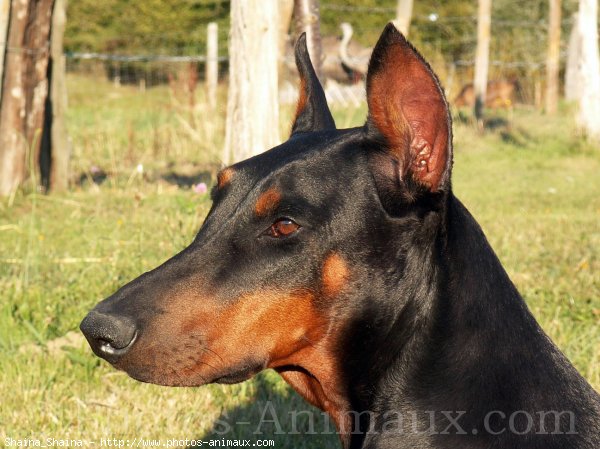 Photo de Dobermann