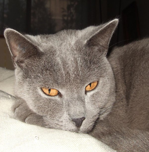 Photo de Chartreux