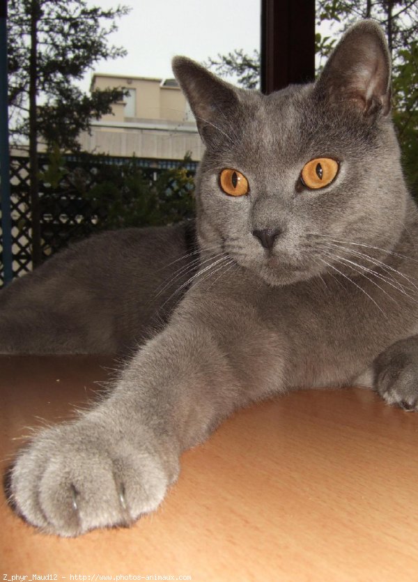 Photo de Chartreux