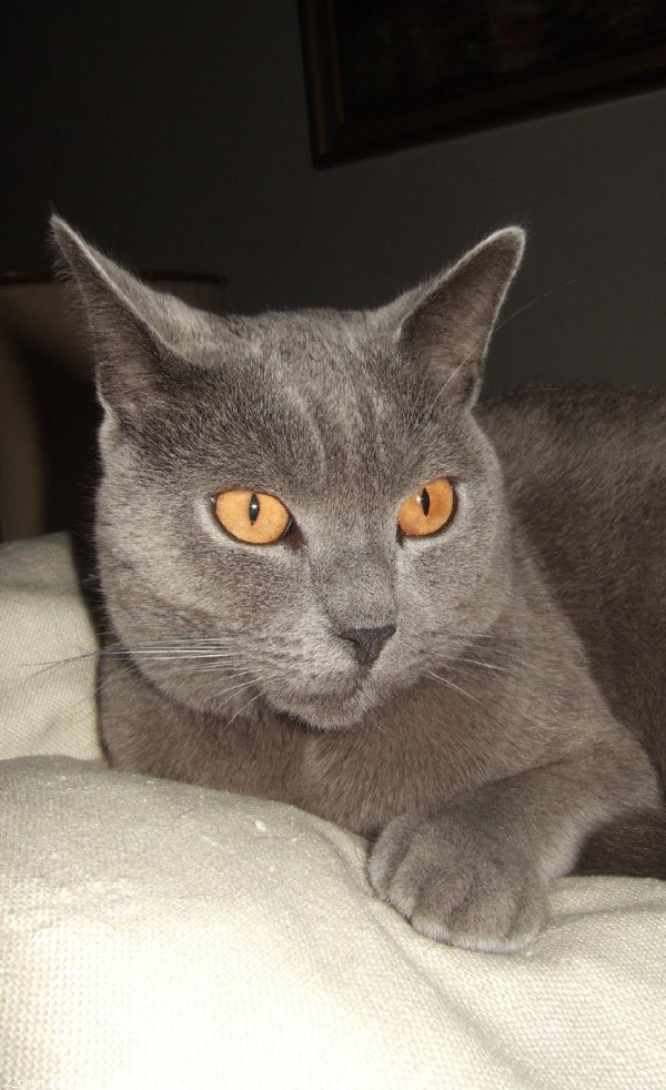 Photo de Chartreux