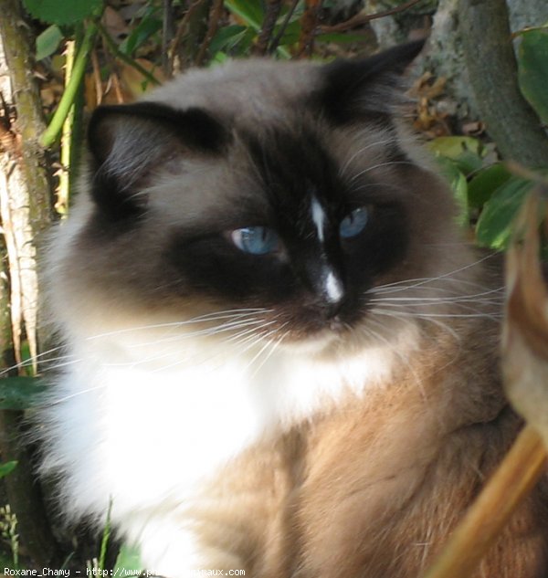 Photo de Ragdoll