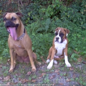 Photo de Boxer