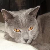 Photo de Chartreux