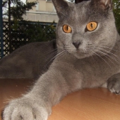 Photo de Chartreux