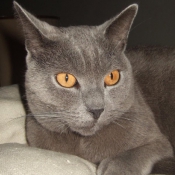 Photo de Chartreux