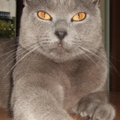 Photo de Chartreux