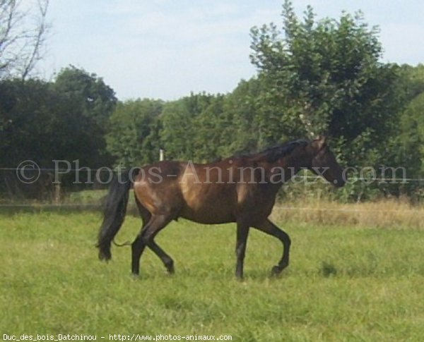 Photo de Trotteur franais