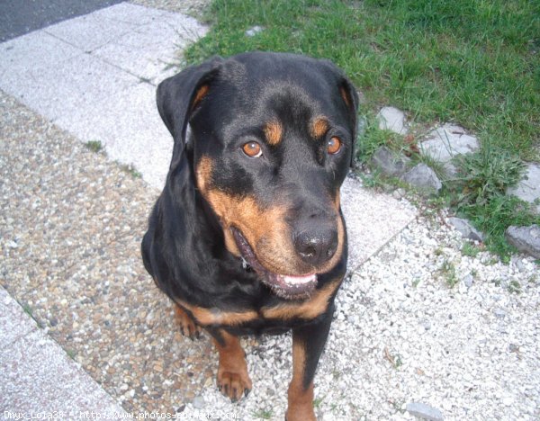 Photo de Rottweiler