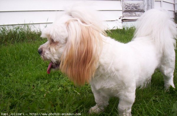 Photo de Lhassa apso