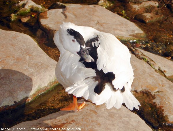 Photo de Canard