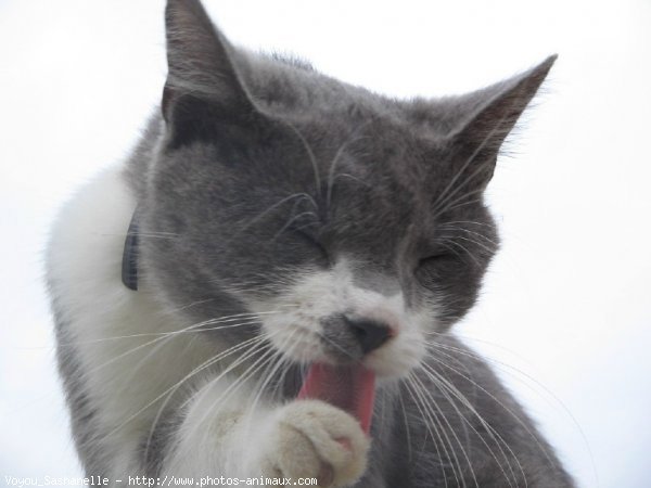 Photo de Chat domestique