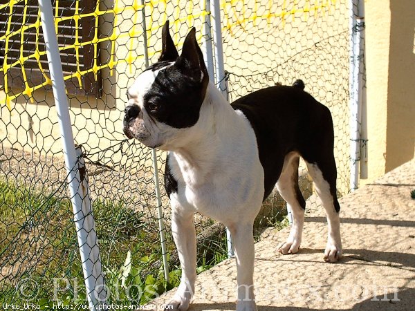 Photo de Boston terrier