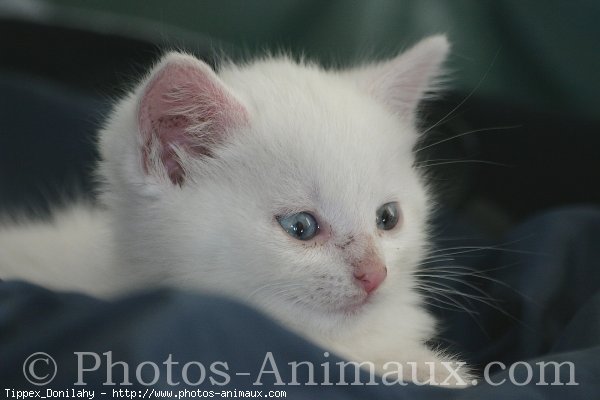 Photo d'Angora turc