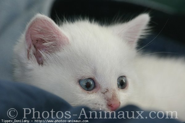 Photo d'Angora turc