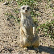 Photo de Suricate