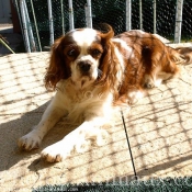 Photo de Cavalier king charles spaniel