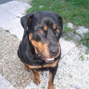 Photo de Rottweiler