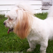 Photo de Lhassa apso