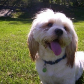 Photo de Lhassa apso