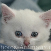 Photo d'Angora turc