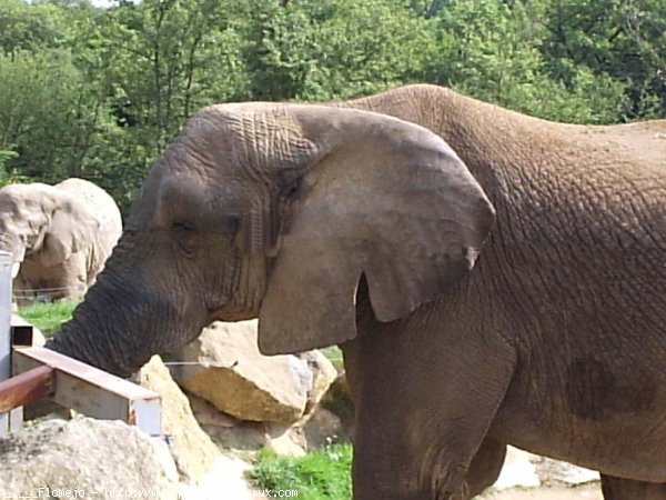 Photo d'Elphant d'afrique