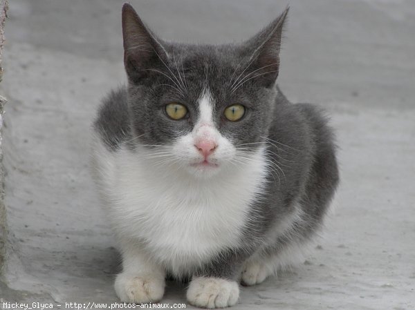 Photo de Chat domestique