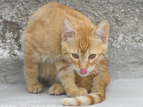 Photo de Chat domestique