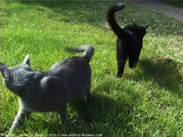 Photo de Chat domestique