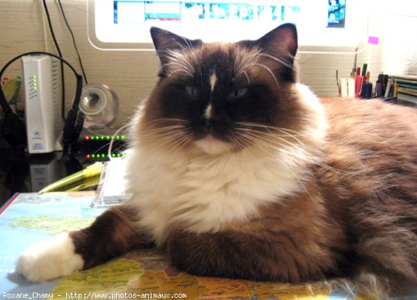 Photo de Ragdoll