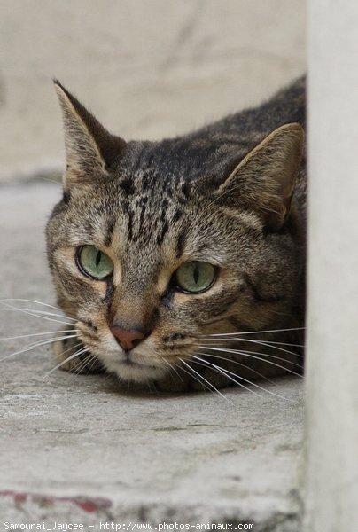 Photo de Chat domestique