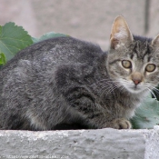 Photo de Chat domestique