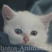 Photo d'Angora turc