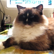 Photo de Ragdoll