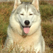 Photo de Husky siberien