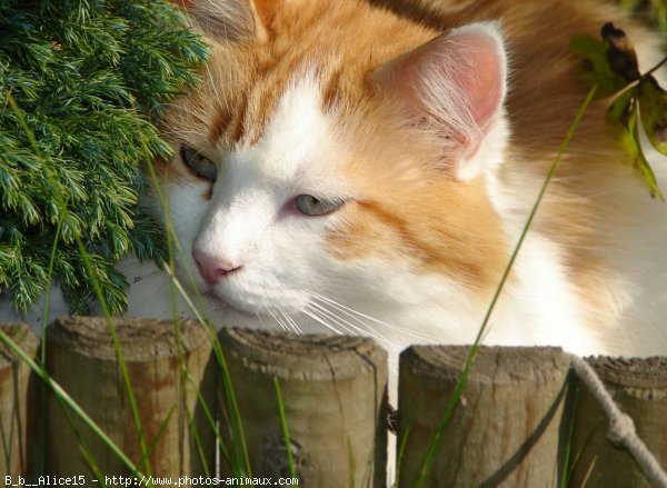 Photo de Chat domestique