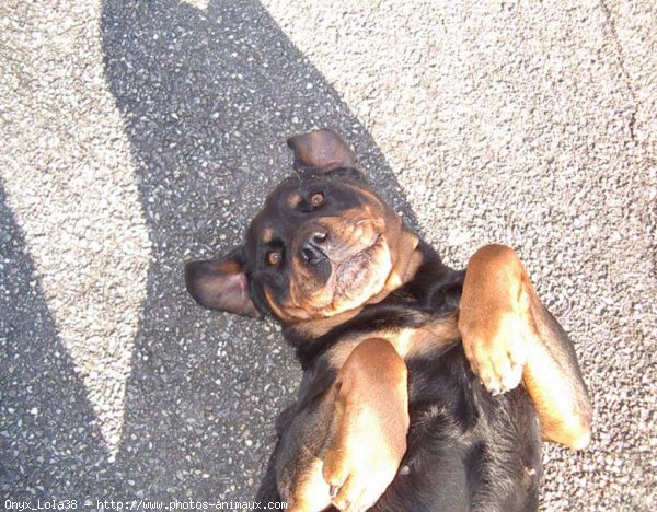 Photo de Rottweiler