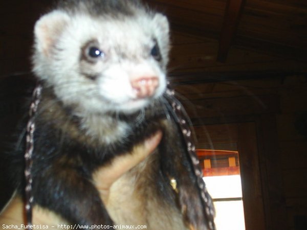 Photo de Furet