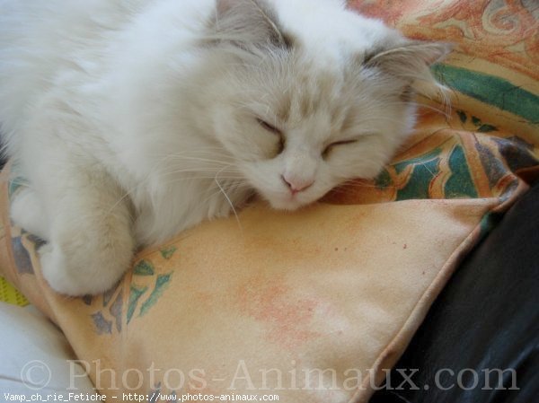 Photo de Ragdoll