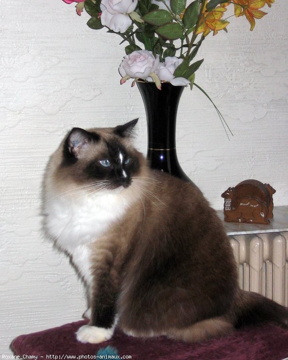 Photo de Ragdoll