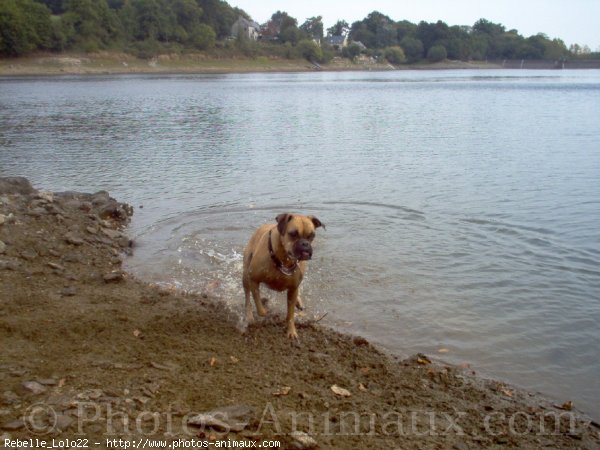 Photo de Boxer