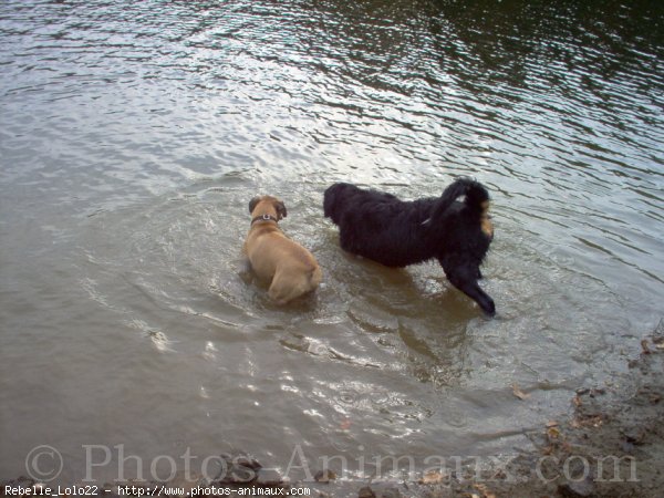 Photo de Boxer