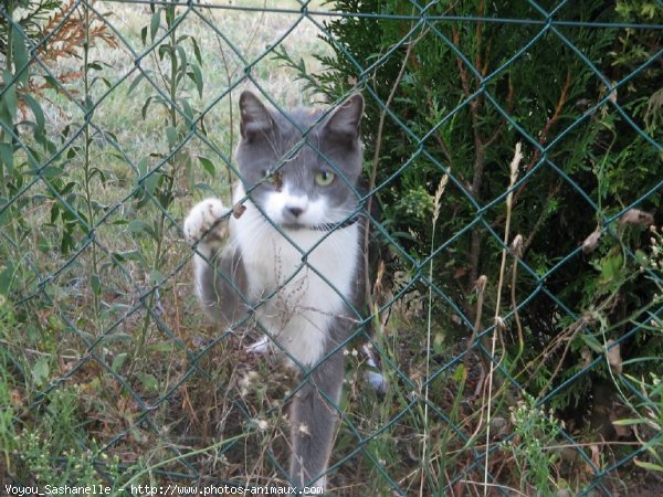 Photo de Chat domestique