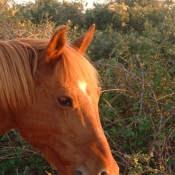 Photo de New forest