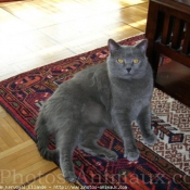 Photo de Chartreux