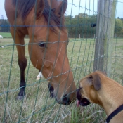 Photo de Boxer