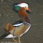 Photo de Mandarin