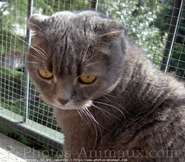 Photo de Scottish fold