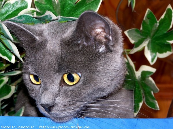 Photo de Chartreux