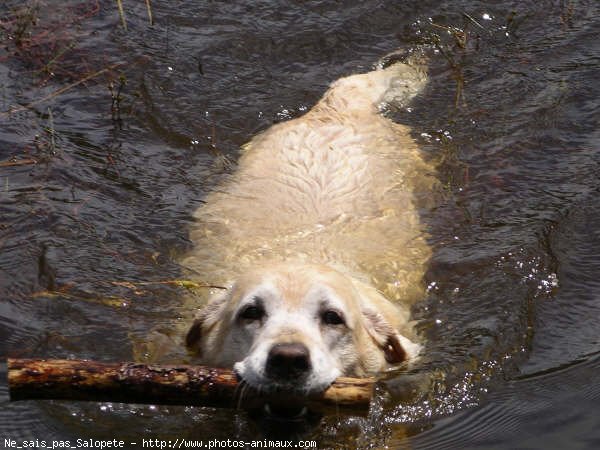 Photo de Labrador retriever